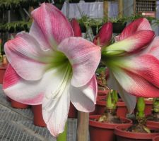 Amaryllis Apple Blossom